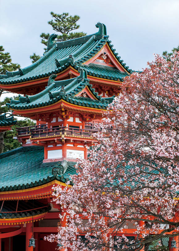 京都樱花盛开,宛如人间仙境